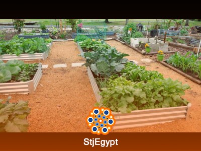 Gardening for Beginners Course: Complete Basics of Home Gardening
