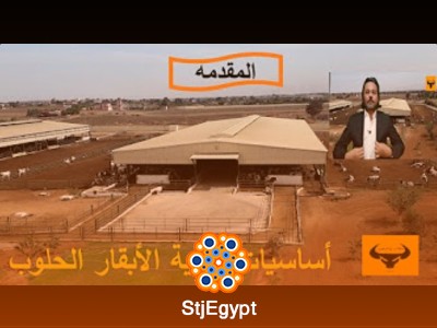 كورس أساسيات تغذية الأبقار الحلوب