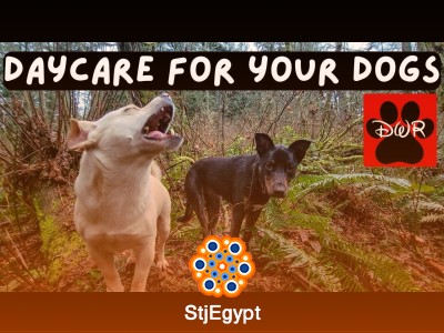 Dog Daycare Video – Relaxing & Entertaining Content for Dogs