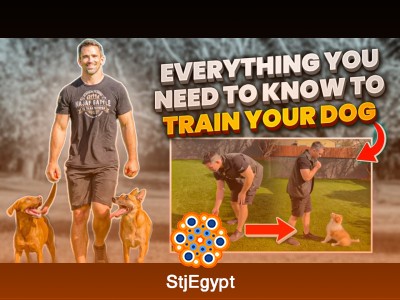 Everything You NEED To KNOW To TRAIN Your DOG!