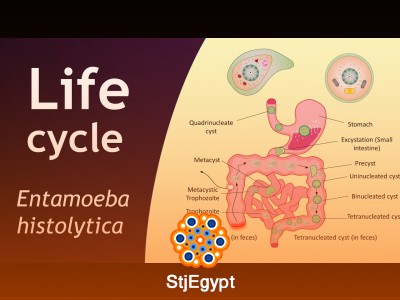Medical Parasitology Course | Protozoa, Life Cycles & Infectious Diseases