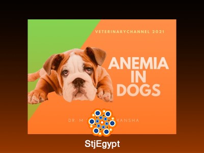 Veterinary Internal Medicine Course | Dogs & Cats Diseases, Diagnosis & Treatment