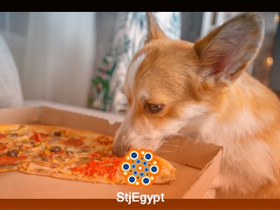 Common Toxicities Encountered in Veterinary Medicine